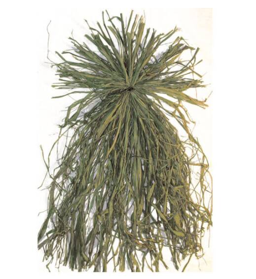 Beavertail Ghillie Grass Bundle Green - All Natural Raffia Grass Bundle • 400160