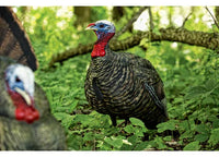 Avian-X LCD Quarter-Strut Jake Turkey Decoy  • -AVX8003