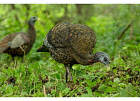 Avian-X LCD Feeder Hen Decoy  • -AVX8007