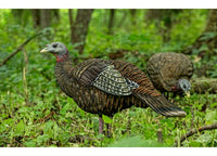 Avian-X LCD Breeder Hen Decoy  • -AVX8008
