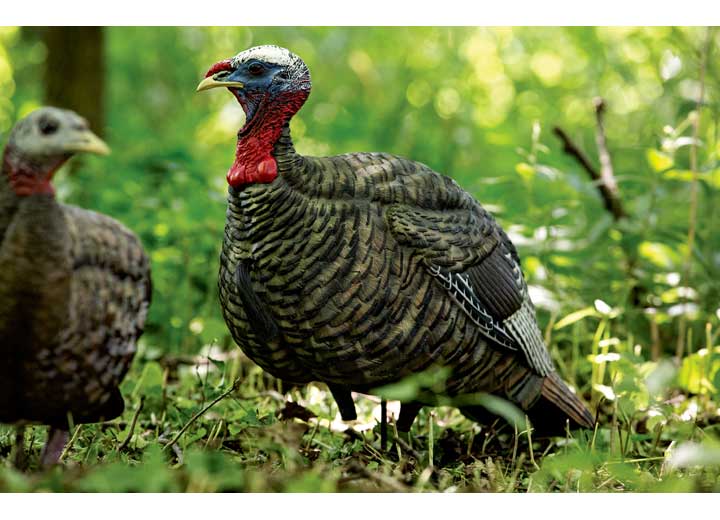 Avian-X LCD Quarter-Strut Jake Turkey Decoy  • -AVX8003