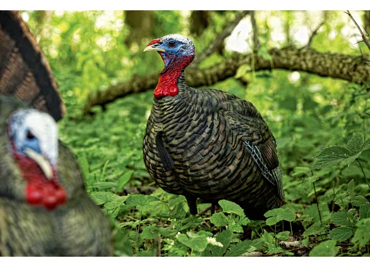 Avian-X LCD Quarter-Strut Jake Turkey Decoy  • -AVX8003