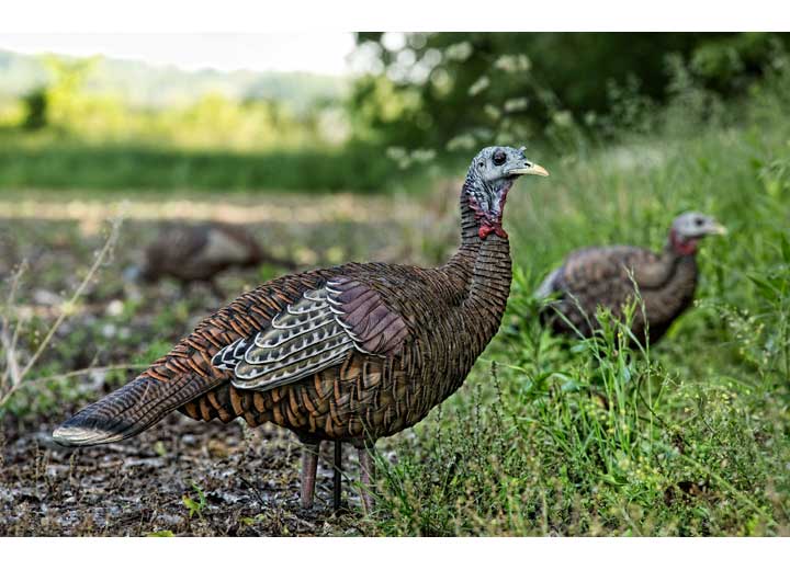 Avian-X LCD Lookout Hen Decoy  • -AVX8006