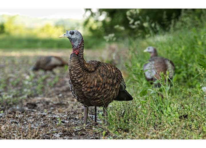 Avian-X LCD Lookout Hen Decoy  • -AVX8006