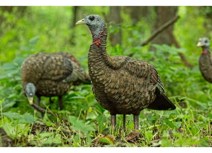 Avian-X LCD Lookout Hen Decoy  • -AVX8006