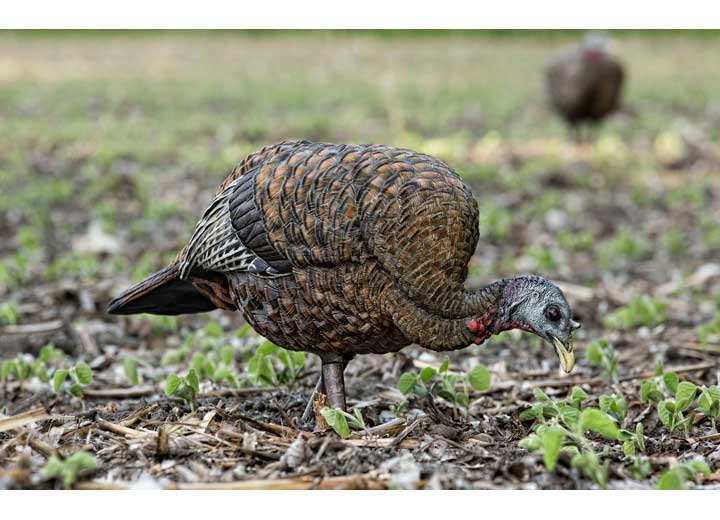 Avian-X LCD Feeder Hen Decoy  • -AVX8007