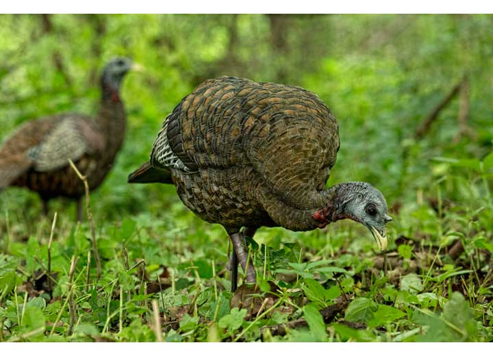 Avian-X LCD Feeder Hen Decoy  • -AVX8007