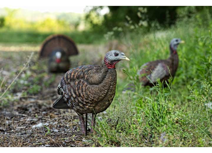 Avian-X LCD Breeder Hen Decoy  • -AVX8008