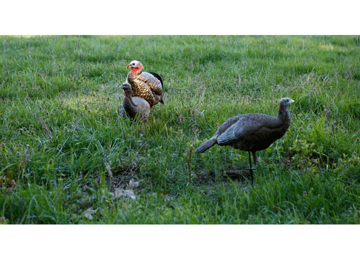 Avian-X LCD Breeder Hen Decoy  • -AVX8008