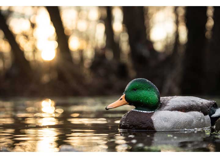 Avian-X Topflight Fusion Mallard Decoys, 6 Pack  • -AVX8076