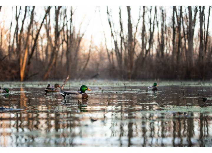 Avian-X Topflight Fusion Mallard Decoys, 6 Pack  • -AVX8076