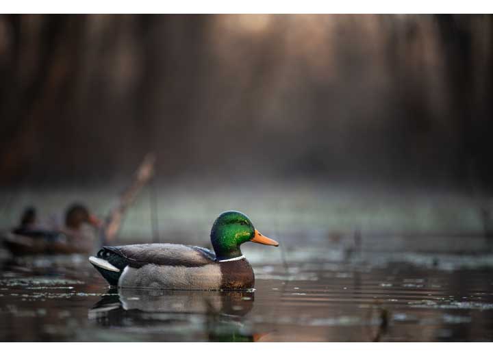 Avian-X Topflight Fusion Mallard Decoys, 6 Pack  • -AVX8076