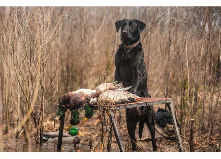 Avian-X Topflight Fusion Mallard Decoys, 6 Pack  • -AVX8076