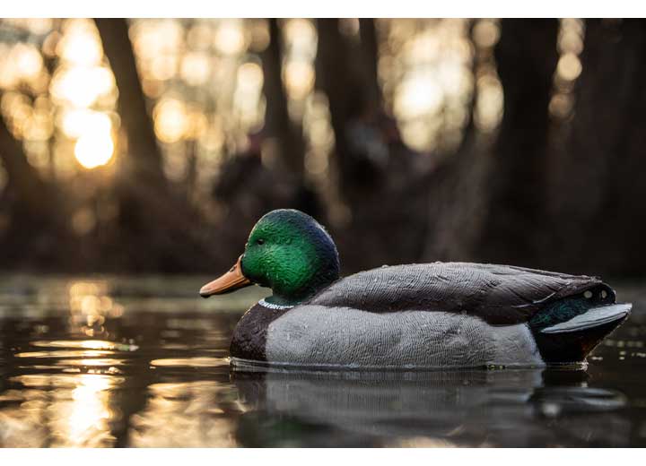 Avian-X Topflight Fusion Mallard Decoys, 6 Pack  • -AVX8076