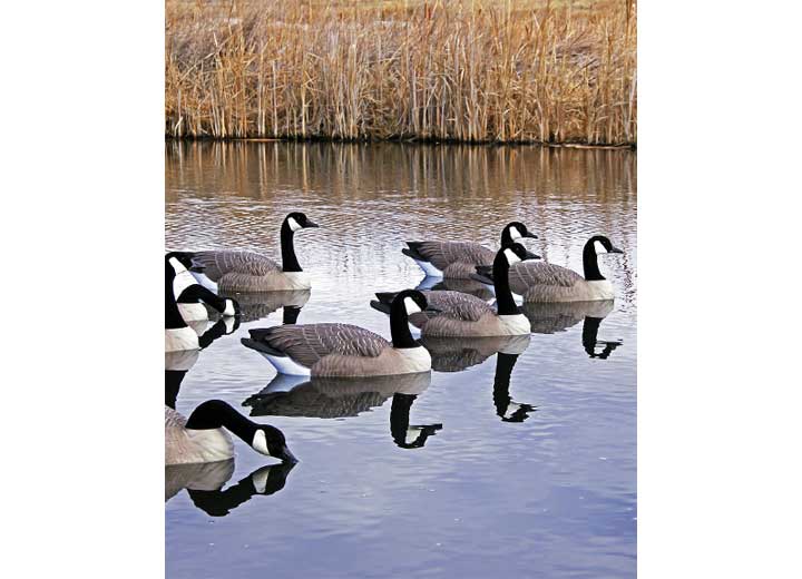 Beavertail Rogue Series Floating Goose Decoys 6pk  • 450001