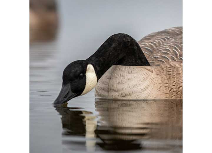 Beavertail Rogue Series Floating Goose Decoys 6pk  • 450001