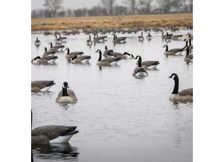 Beavertail Rogue Series Floating Goose Decoys 6pk  • 450001