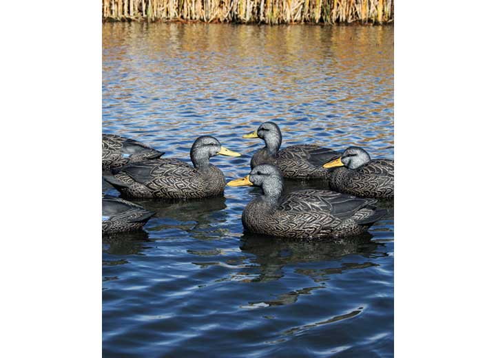 Beavertail Refuge Series Black Duck Floater Decoys 6pk  • 450008