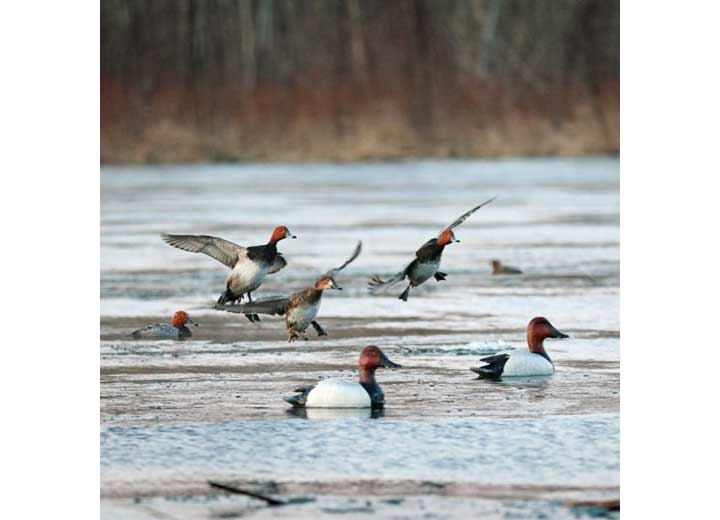 Beavertail Refuge Series Canvasback Floater Decoys, 6 Pack  • 450031