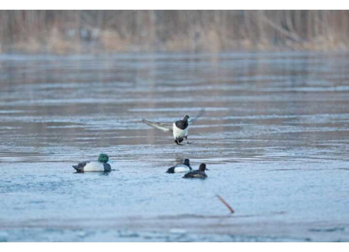 Beavertail Refuge Series Bluebill Floater Decoys, 6 Pack  • 450032