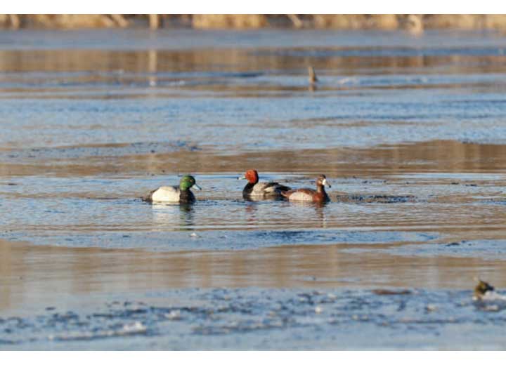 Beavertail Refuge Series Bluebill Floater Decoys, 6 Pack  • 450032