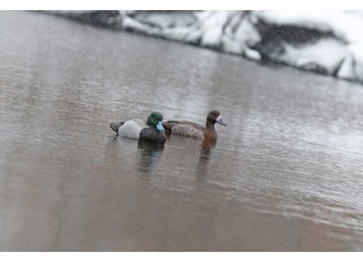 Beavertail Refuge Series Bluebill Floater Decoys, 6 Pack  • 450032