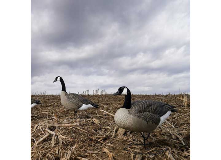 Beavertail Dominator Series Full Body Decoys, Active 4 Pack  • 450045