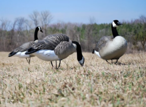 Beavertail Dominator Series Full Body Decoys, Feeder 4 Pack  • 450046