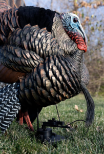 Avian-X X-Factor Decoy Motion System  • AVX-XFDMS