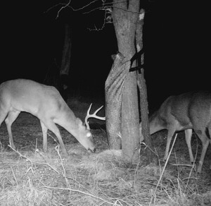 Wildgame Innovations Treehugger TRUbark Game Feeder • WGIFD0032
